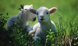 网红小羊吃瓜视频大全集,趣味视频大全集精彩回顾